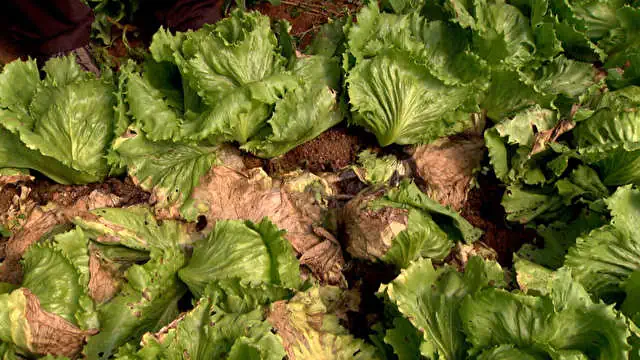 Hojas de lechuga cultivadas de forma ecológica en huerto bio, promoviendo agricultura sostenible y saludable.