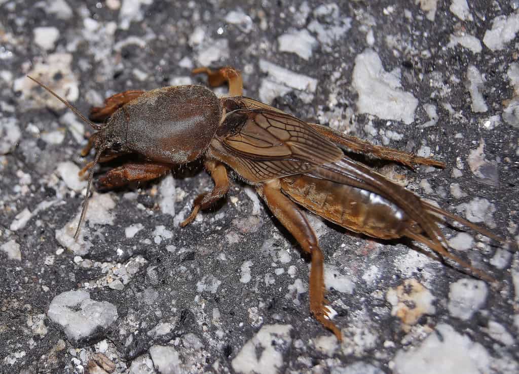 Polilla de la madera en cultivo ecológico, plaga en huerto orgánico, control de insectos en agricultura biodinámica, plagas en huertos bio, control biológico de plagas en agricultura ecológica.