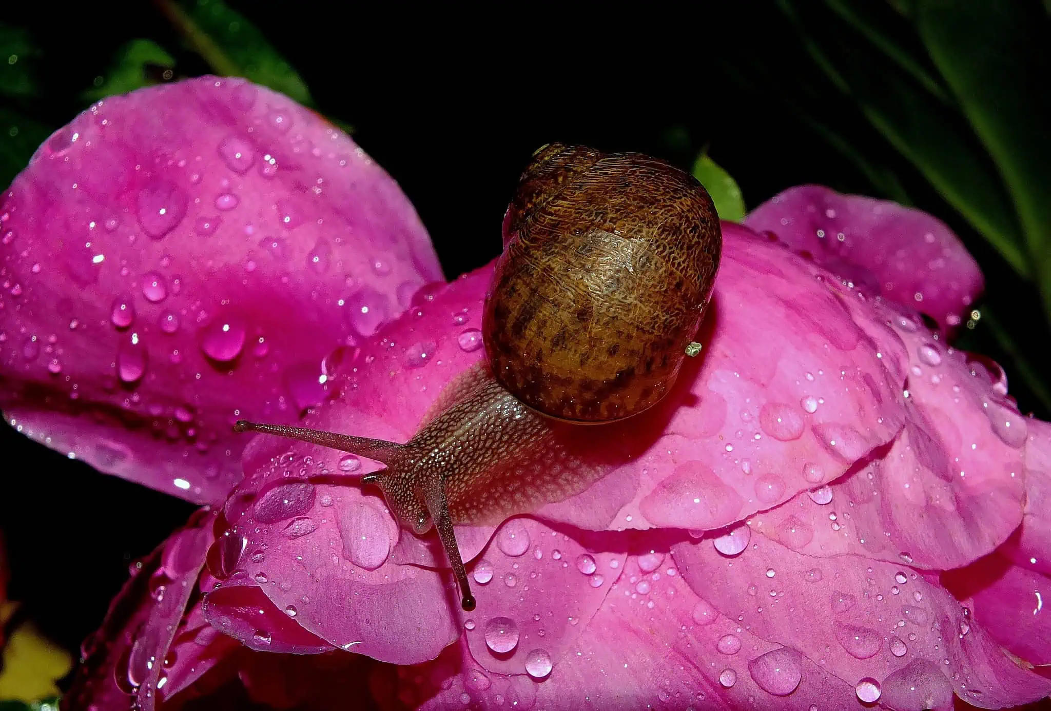 Ampliación de una oruga en una flor rosa con gotas de agua, enfoque en el detalle natural y la biodiversidad de los ecosistemas saludables.