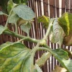 Araña roja y Araña amarilla