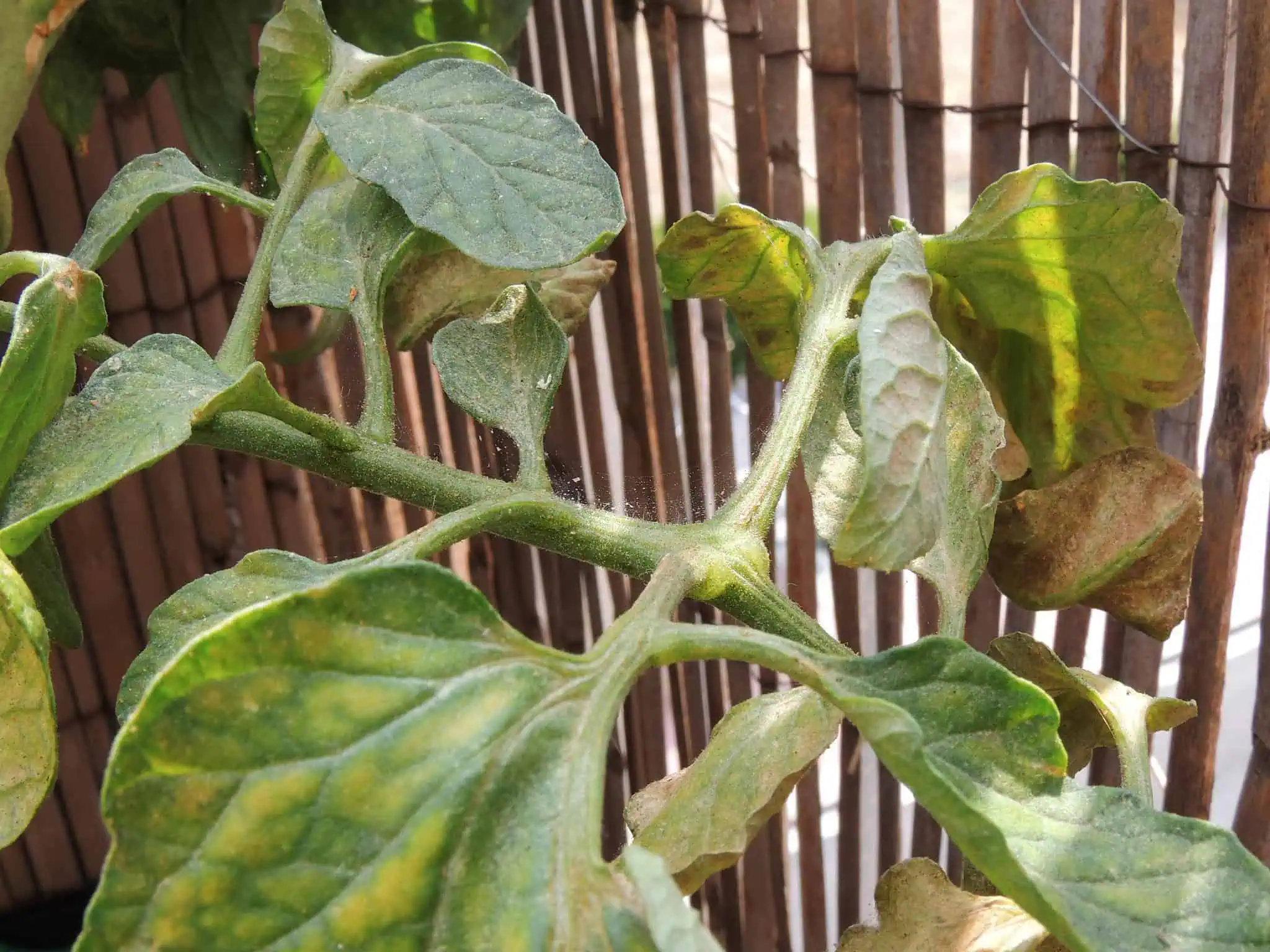Hierba de tomate con daño por plagas en un huerto ecológico, cultivo sostenible y orgánico, agricultura ecológica para un huerto bio saludable y natural.