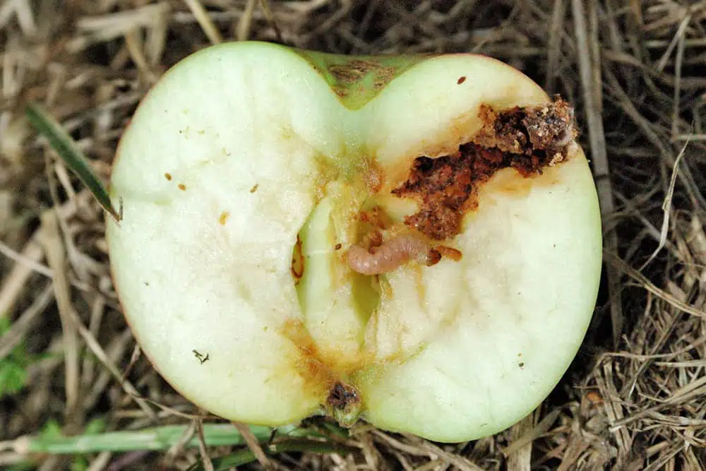 Manzana atacada por plagas en huerto ecológico, fondo de tierra y hojarasca.