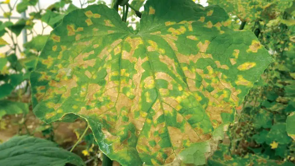 Enfermedad en hojas de vid con manchas amarillas y marrones, indicativa de deficiencia o plagas. Cultivo de uvas saludable en huerto ecológico.