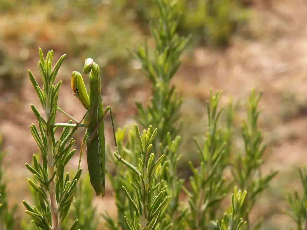 La mantis religiosa contra las plagas de tu huerto