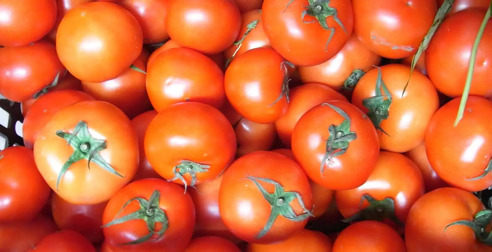 Consiguen aumentar los beneficios naturales del tomate