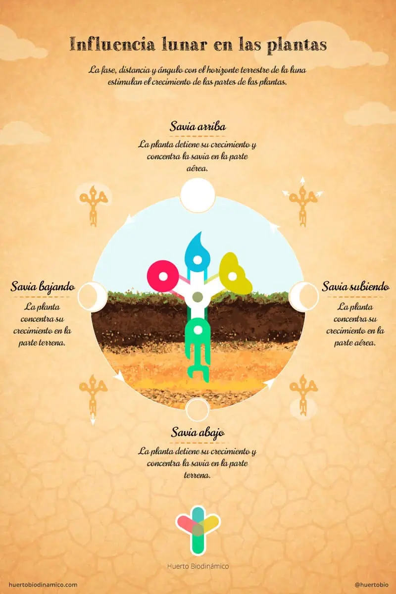 Influencia de la luna en el crecimiento de las plantas (infografía)