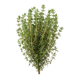 Rama de tomillo fresco, aromático y ecológico, ideal para cocinar y sazonar con productos orgánicos certificados en huerto.bio.