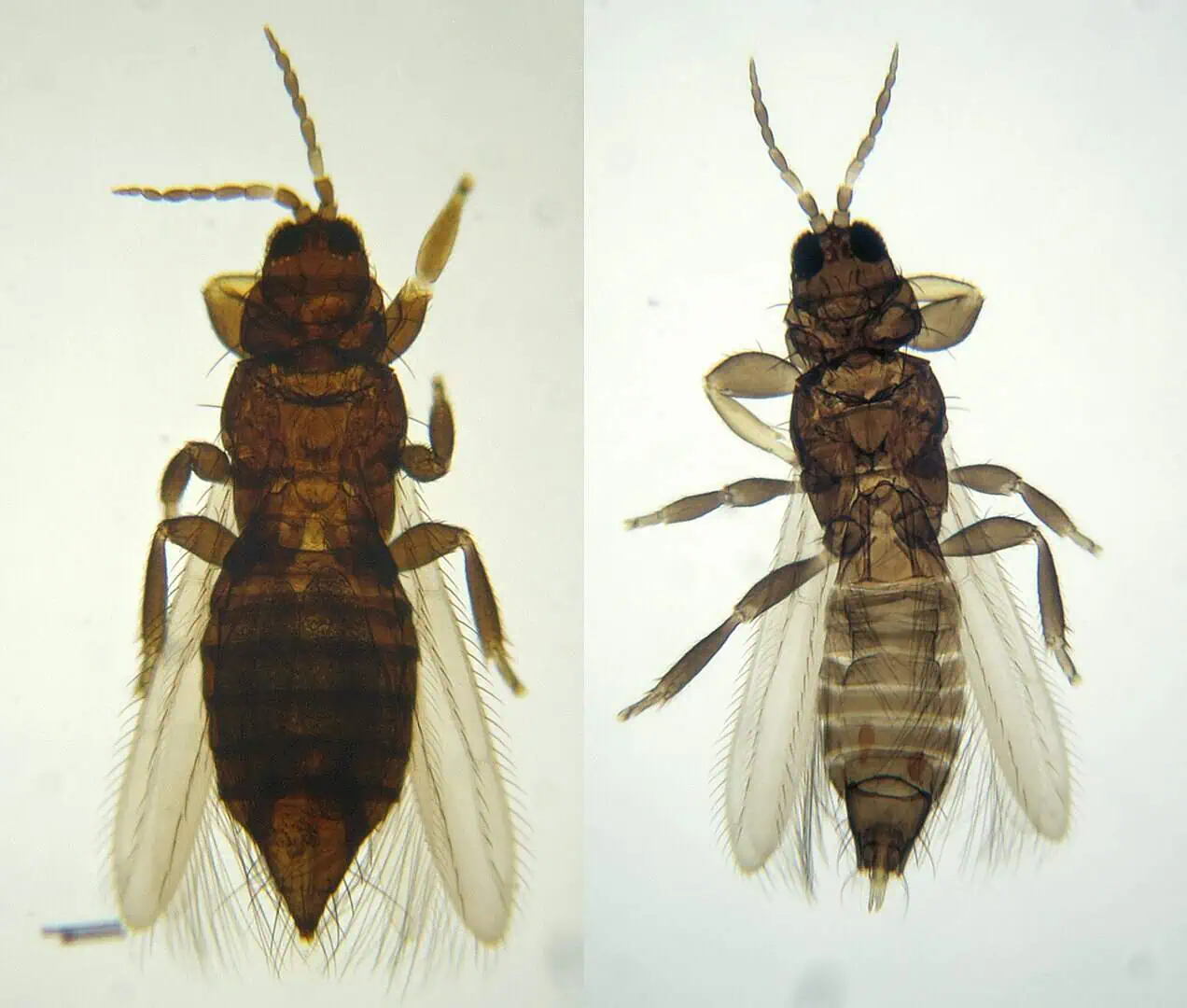 Técnicas de análisis de insectos en agricultura ecológica para control de plagas en huertos ecológicos. Imagen de insectos bajo lupa para identificación y estudio biológico.