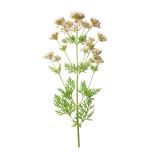 Hierba de apio orgánico para cultivo saludable y recetas naturales en huerto.bio.