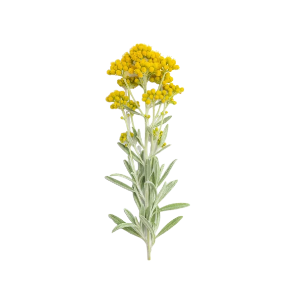 Hierba de tila con flores amarillas, utilizada en infusiones naturales, conocida por sus propiedades relajantes y medicinales, ideal para un estilo de vida saludable y ecológico.