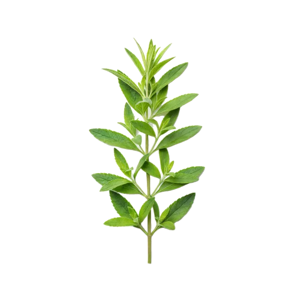 Hierba aromática fresca y ecológica, ideal para cocina saludable y natural, cultivada en huerto.bio, con prácticas sostenibles y orgánicas.