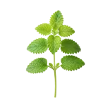 Hoja de menta fresca, planta aromática ecológica cultivada en huertos orgánicos, ideal para cocinar y preparar infusiones saludables.