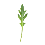 Aro verde de rúcula con fondo blanco, ideal para recetas saludables y cocina ecológica.