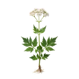 Hierba Artemisia en flor, planta aromática ecológica para huerto orgánico, cultivo biodinámico, ideal para jardinería natural y agricultura sostenible, sin pesticidas ni químicos.