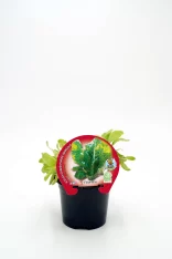 Variedad de acelga en maceta, cultivo ecológico y sostenible, ideal para huertos urbanos y domésticos, certificada por normas orgánicas.
