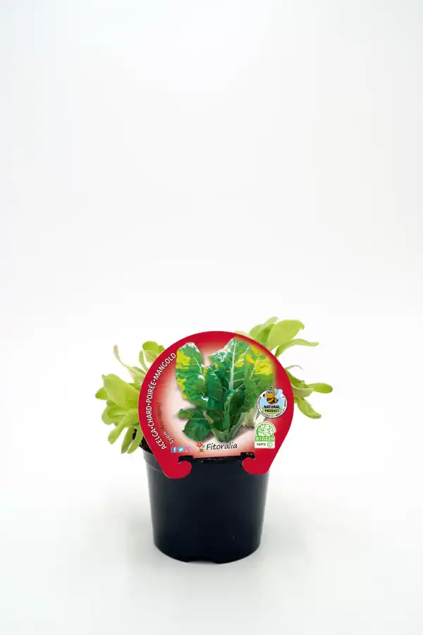 Variedad de acelga en maceta, cultivo ecológico y sostenible, ideal para huertos urbanos y domésticos, certificada por normas orgánicas.