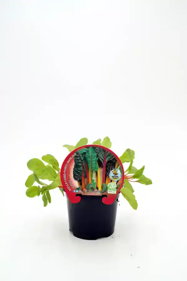 Verduras ecológicas en maceta, acelga y remolacha, cultivo orgánico, huerto ecológico, agricultura sostenible, huerto urbano, productos bio frescos, plantas de verduras, cultivo natural.