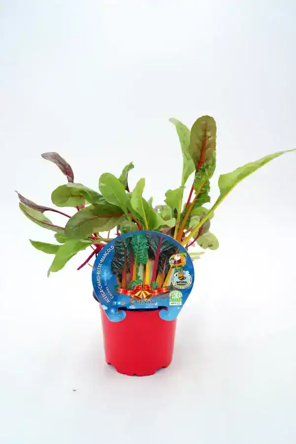 Verduras de hoja ecológicas en maceta, cultivo orgánico, saludable y sostenible, ideal para huertos urbanos y jardines, promoviendo alimentación natural y ecológica.