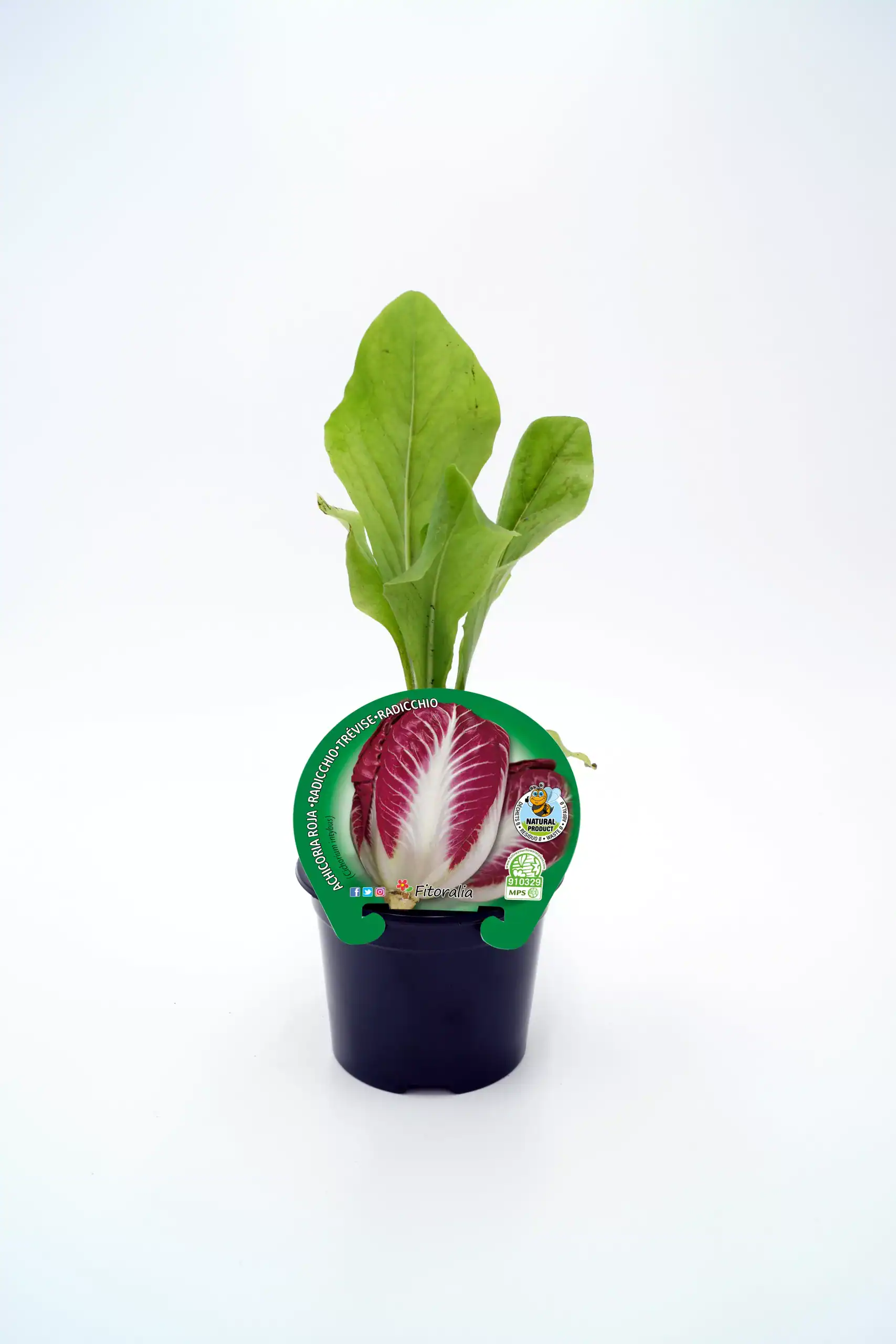 Cherrí radicchio en maceta, verduras orgánicas, cultivo ecológico, planta saludable, huerto urbano, semillas de calidad, alimentos naturales, huerto.bio.