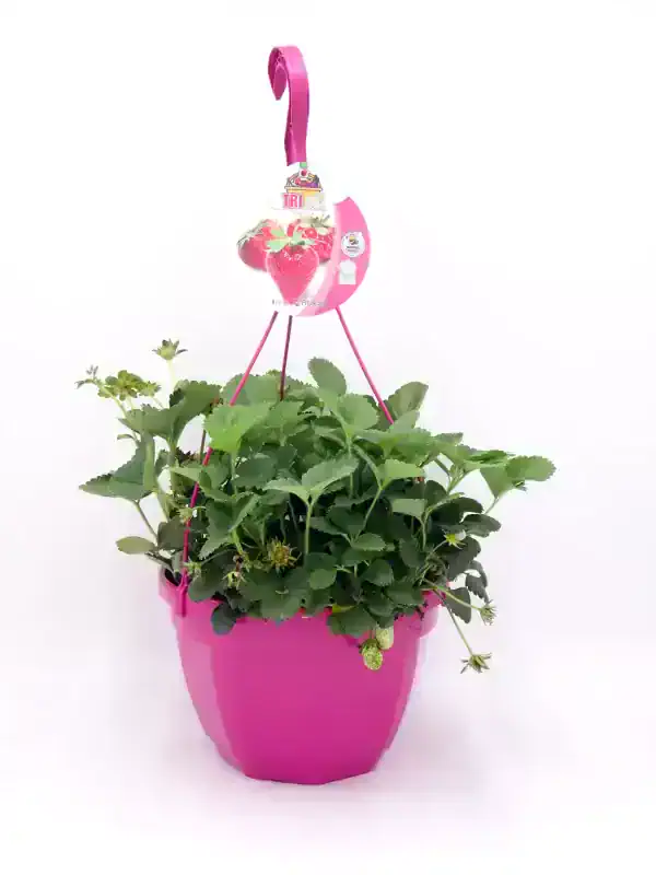 Cesta de fresa infantil con plantas de fresas en maceta rosa, ideal para cultivar frutas en casa y promover la agricultura ecológica y sustentable.