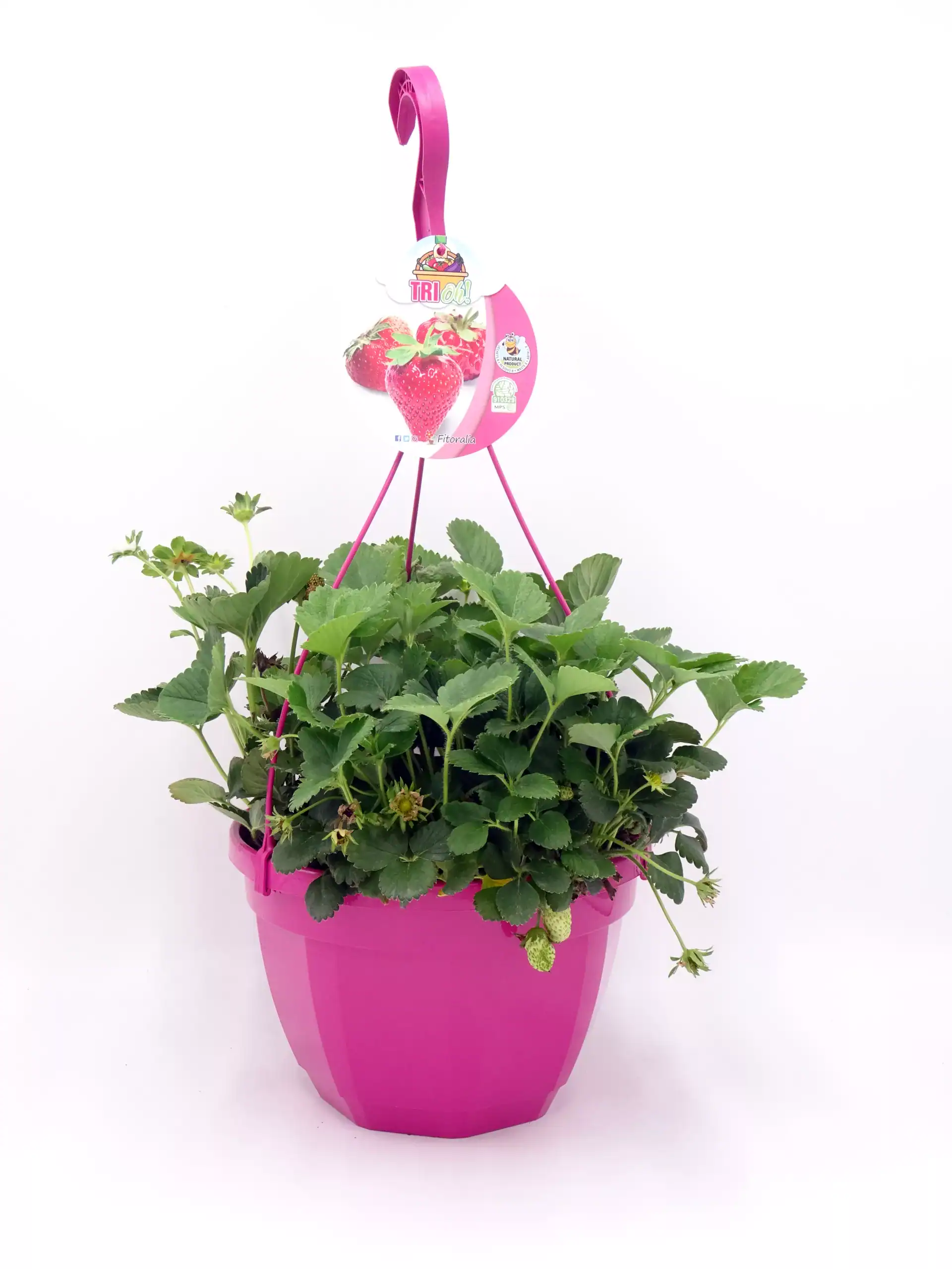 Cesta de fresa infantil con plantas de fresas en maceta rosa, ideal para cultivar frutas en casa y promover la agricultura ecológica y sustentable.