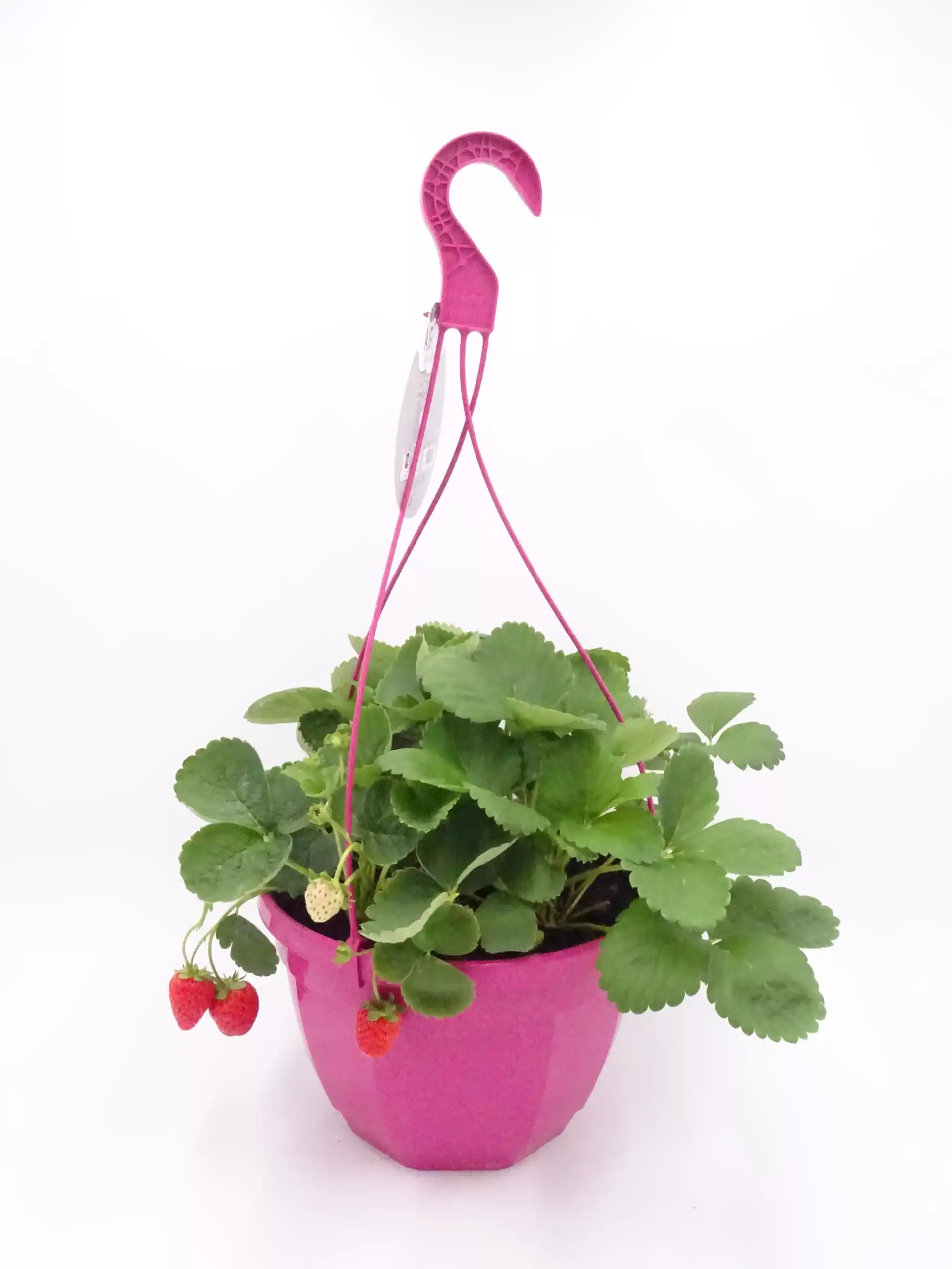 Rocia de fresa cultivada en maceta rosa con sistema de riego por taza, ideal para huertos urbanos y agricultura ecológica.