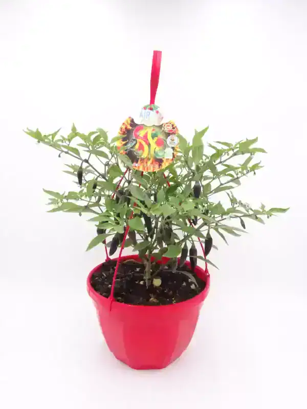 Planta de chile en maceta roja, perfecta para cultivo ecológico y sembrar en casa, con hojas verdes y frutos picantes en desarrollo.