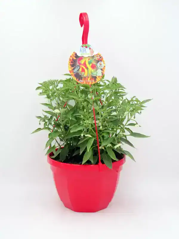 Planta de chiles en maceta roja, ideal para cultivo en casa, con etiqueta de semillas y sistema de riego Air Garden para cosechas de chiles ecológicos y orgánicos.
