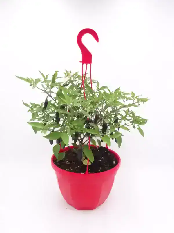 Mini pimiento en maceta con tijeras de poda rojas colgadas, cultivo ecológico, huerto orgánico, plantas saludables, jardinería sostenible, agricultura biodiversa, horticultura natural.