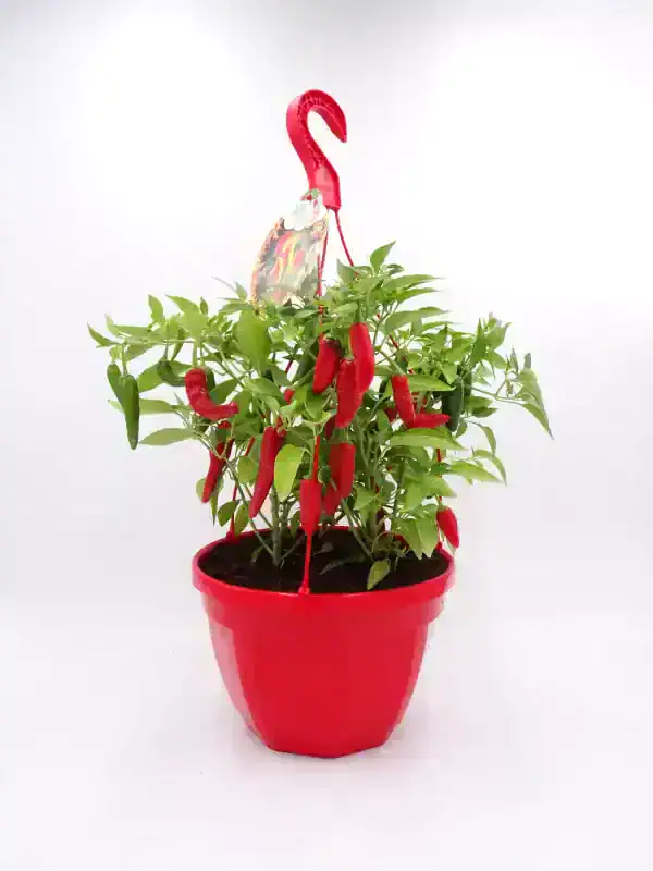 Pimiento picante en maceta, cultivo ecológico, huerto urbano, ideas para jardinería ecológica, huerto.bio.