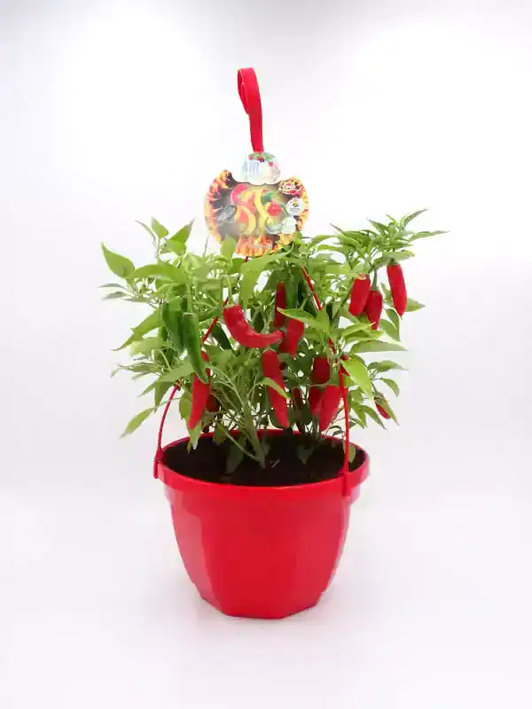 Ají picante en maceta roja, cultivo ecológico, cultivo en casa, huerto urbano, semillas de pimiento, planta de jardín, agricultura orgánica, decorativa y comestible.