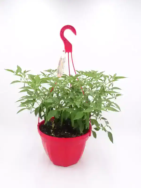 Maceta con planta de pimiento verde en interior, con soporte decorativo rojo y fondo blanco.