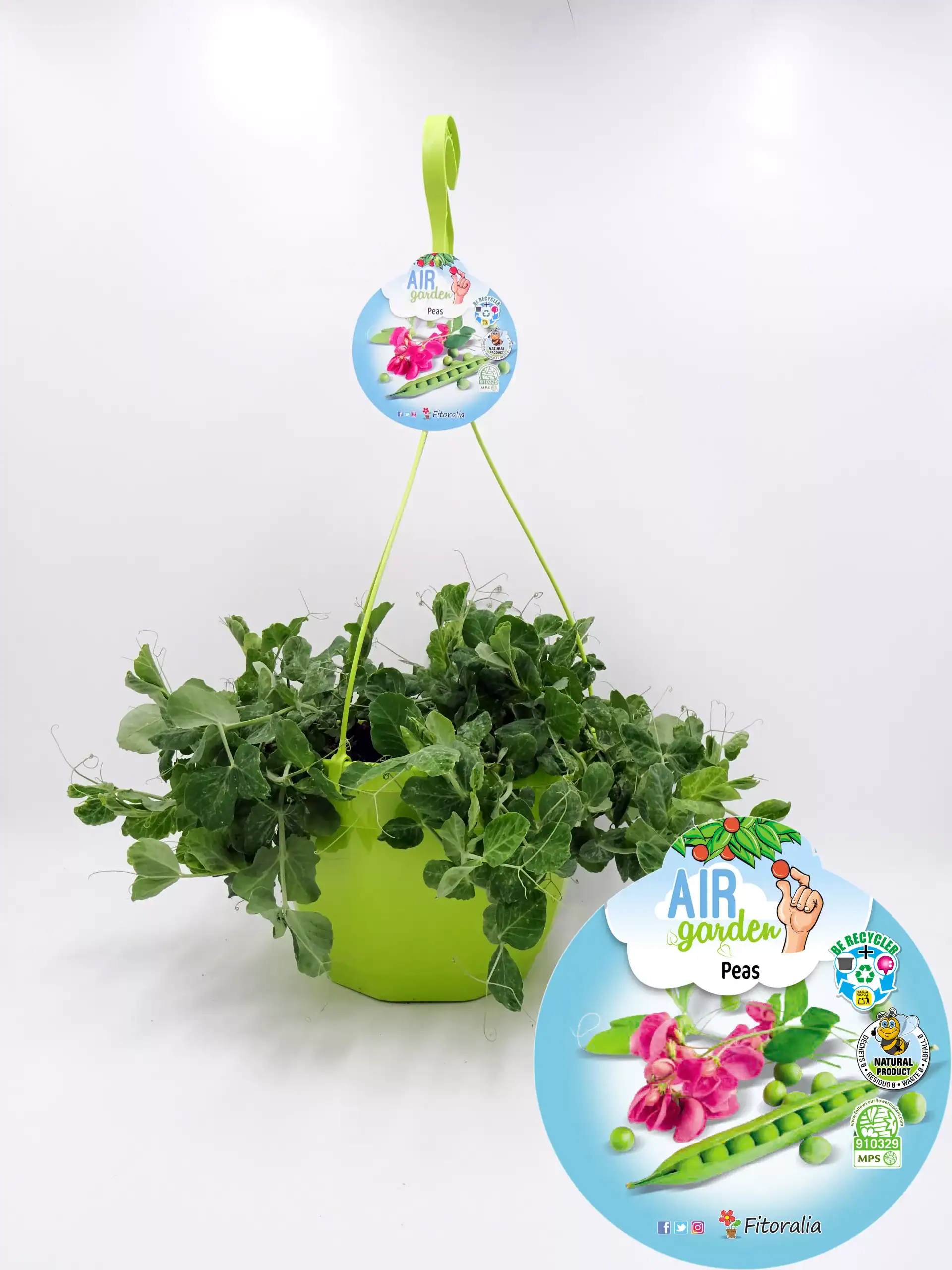 Peas en maceta con sistema de cultivo aéreo, cultivo ecológico, semillas de alta calidad y etiquetas informativas, ideal para huertos urbanos y jardinería sostenible en casa.