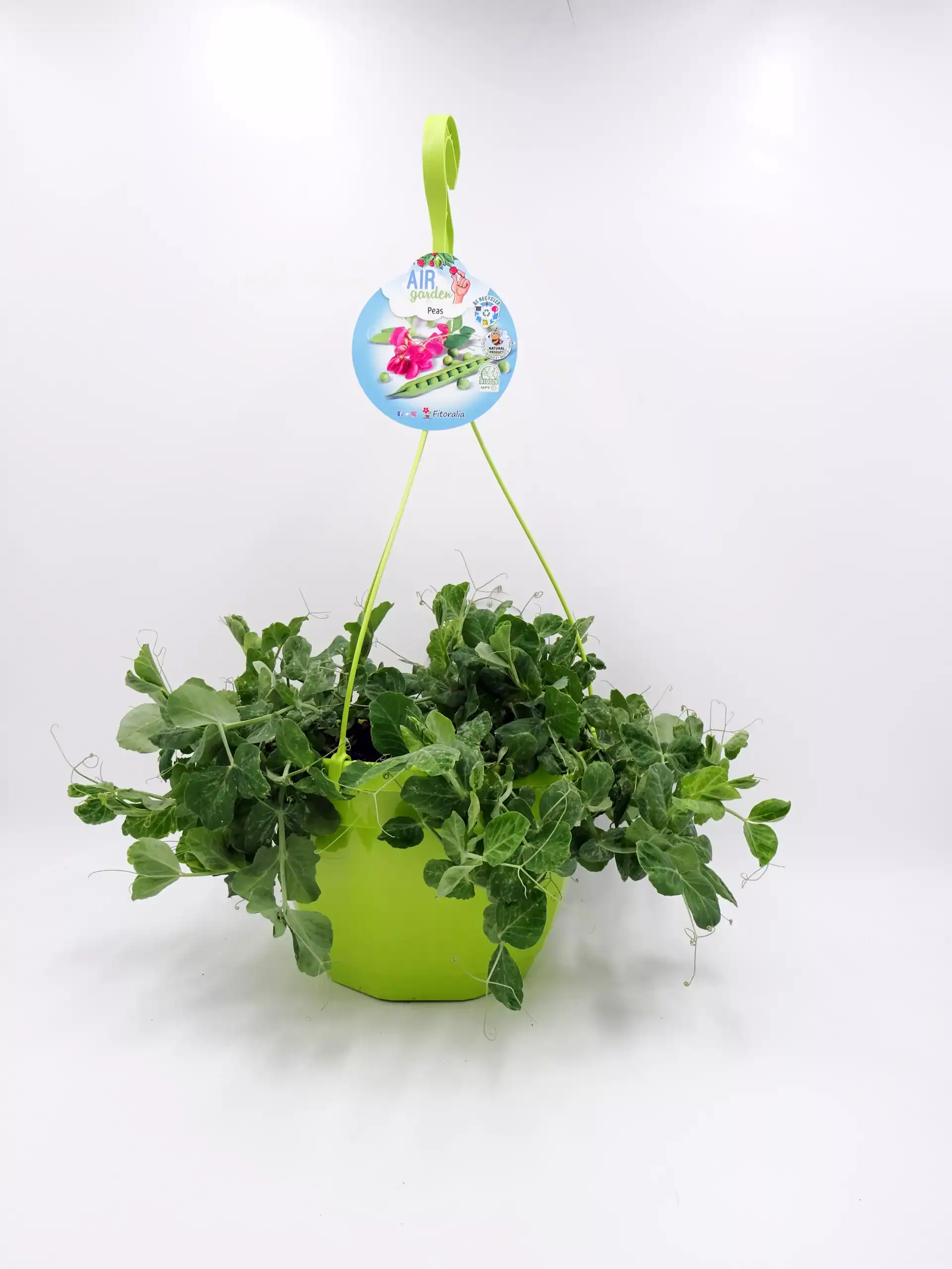 Innovador cultivo de guisante en maceta con sistema de aireación, ideal para agricultura urbana y huertos ecológicos, promoviendo plantas saludables y sostenibles.