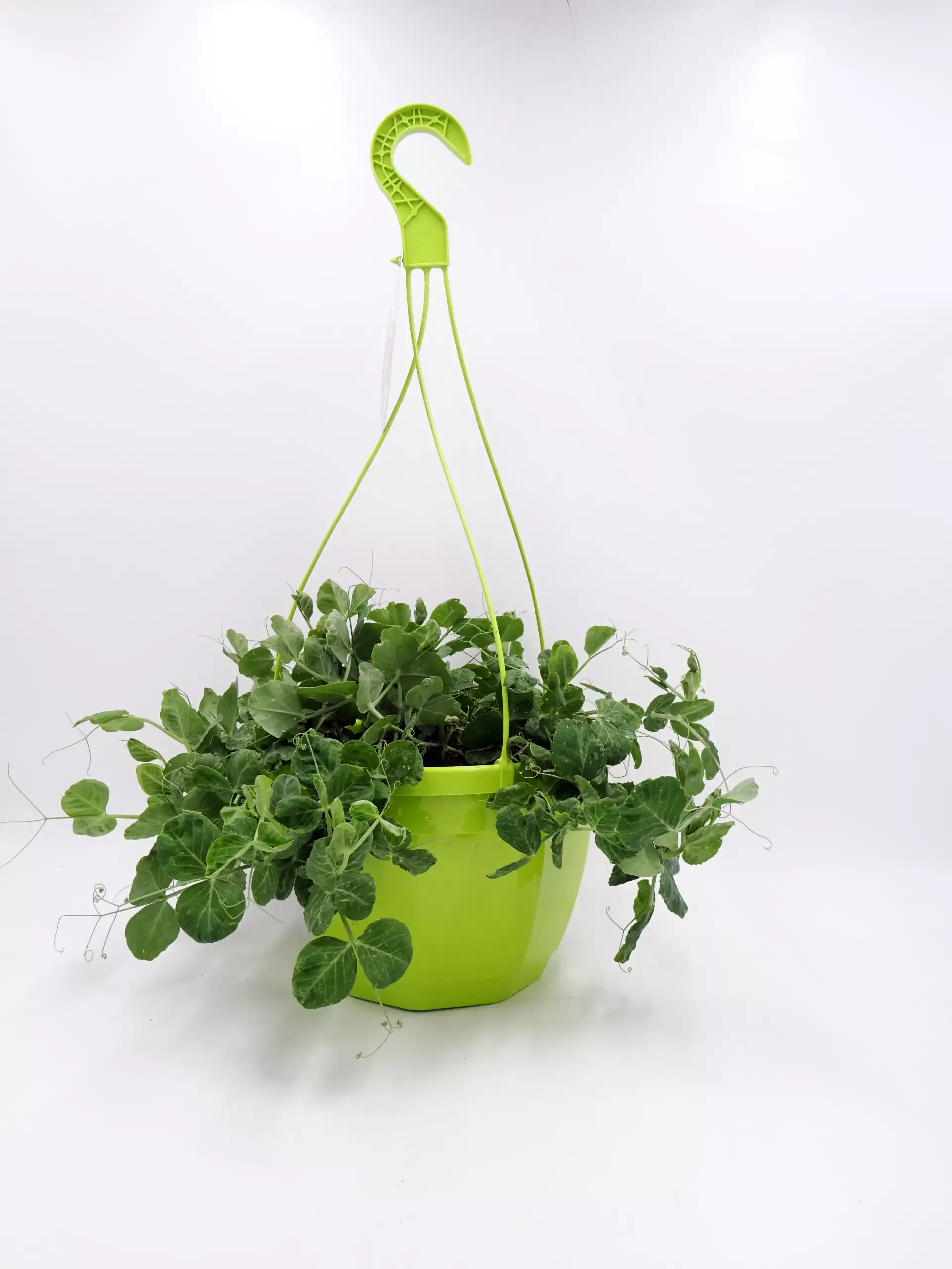 Text alternative (ALT): Planta de huerto en maceta de interior con sistema de riego automático y hojas verdes saludables, ideal para cultivo ecológico en casa.