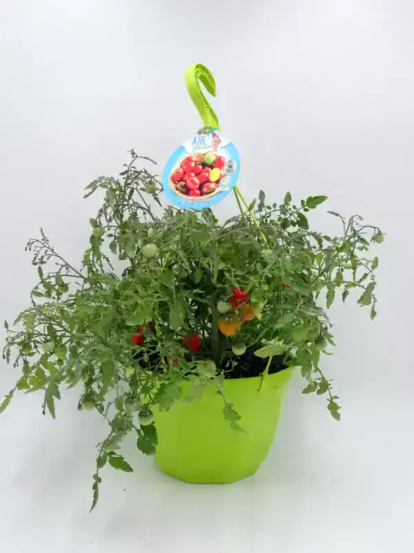 Baya de tomate cherry en maceta, variedad resistente al aire libre, con tomates verdes, amarillos y rojos en crecimiento y maduración, útil para huertos urbanos y cultivo casero.