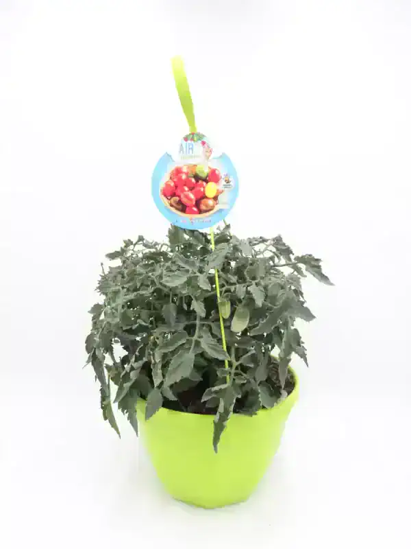 Tomatera en maceta con fruta madura, cultivada en huerto ecológico, ideal para agricultura sostenible y consumo saludable en el hogar.