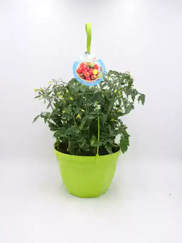 Tomatera en maceta, cultivo ecológico y orgánico, huerto urbano, semillas de tomate, verduras frescas y saludables, cultivo en casa, huerto ecológico, jardinería sostenible.