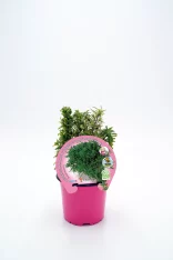Huerto.bio plantas aromáticas en maceta rosa, ideal para cultivo ecológico en casa, con certificación sostenible y etiquetas de productos naturales, perfectas para un huerto urbano saludable.