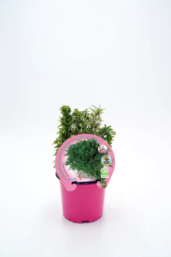 Huerto.bio plantas aromáticas en maceta rosa, ideal para cultivo ecológico en casa, con certificación sostenible y etiquetas de productos naturales, perfectas para un huerto urbano saludable.