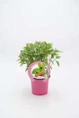 Hierba de albahaca en maceta rosa, cultivo ecológico y natural, ideal para cocina saludable y aromática. Planta de interior en envase decorativo para huerto urbano.