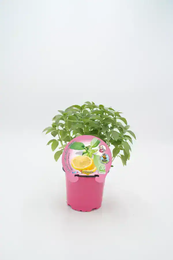 Verde albahaca en maceta rosa para huerto urbano y cultivo ecológico, ideal para aromatizar comidas y decorar espacios con plantas orgánicas y saludable.