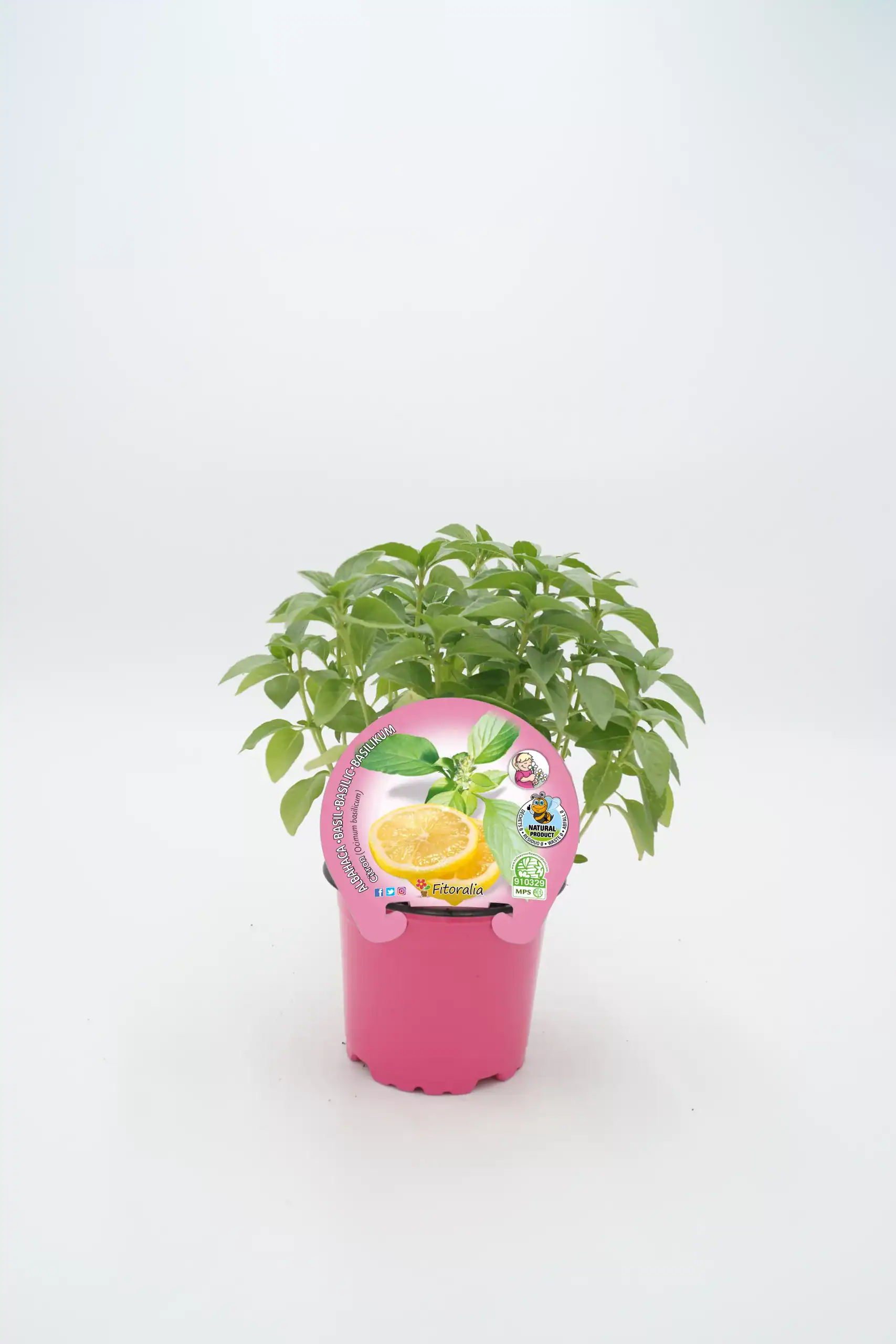 Verde albahaca en maceta rosa para huerto urbano y cultivo ecológico, ideal para aromatizar comidas y decorar espacios con plantas orgánicas y saludable.