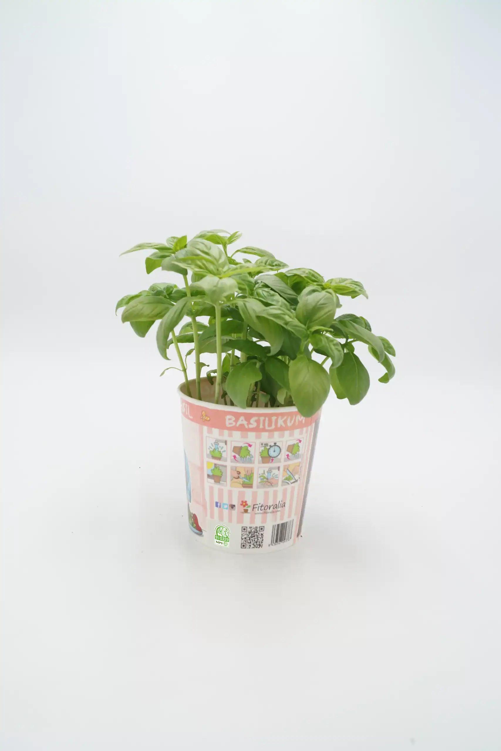 Hierba aromática basilico en maceta ecológica, ideal para huerto urbano, cultivo orgánico y cocina saludable. Semillas de calidad para cultivar en casa o en huertos ecológicos.