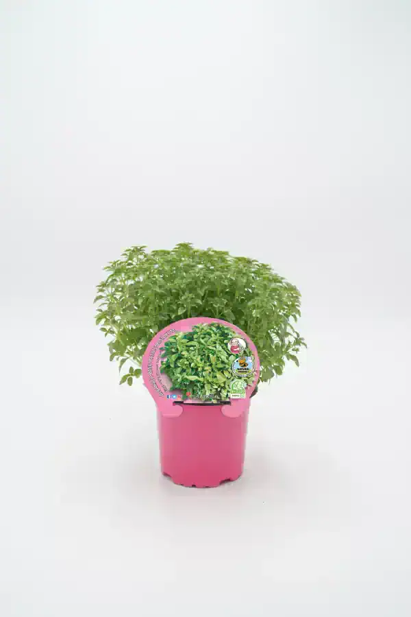 Hierba aromática en maceta ecológica, ideal para huerto urbano, con certificado ecológico y cultivo natural, perfecta para uso culinario y medicinal.