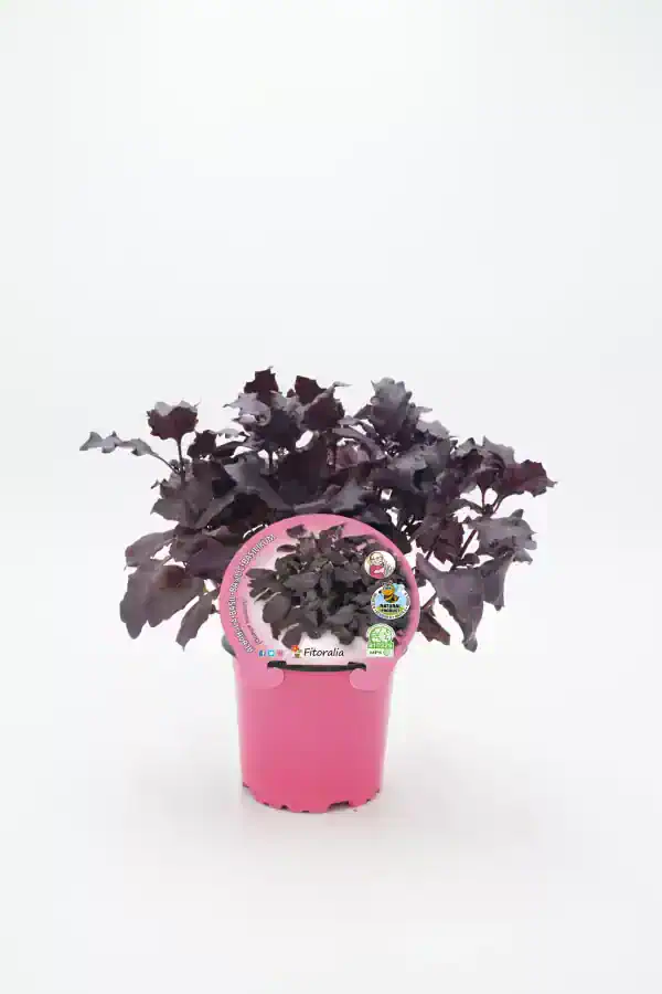 Verdejo morado en maceta rosa, hierba aromática de cultivo ecológico, ideal para cocina saludable, cultivo en casa, hierba de huerto ecológico, planta de bálsamo natural, cultivo orgánico sin pesticidas, planta de jardín ecológico, aromática viva en maceta, planta de exterior para cocina.
