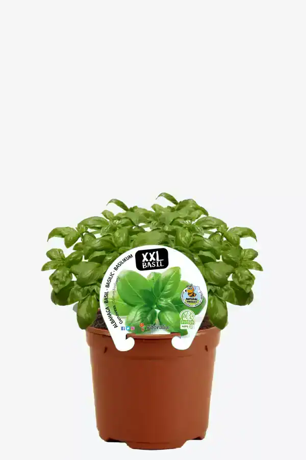 Hierba aromática en maceta, planta de albahaca ecológica XXL para huertos urbanos, cultivo orgánico, semillas de calidad, ideal para cocinar y recetas saludables, crecimiento natural.