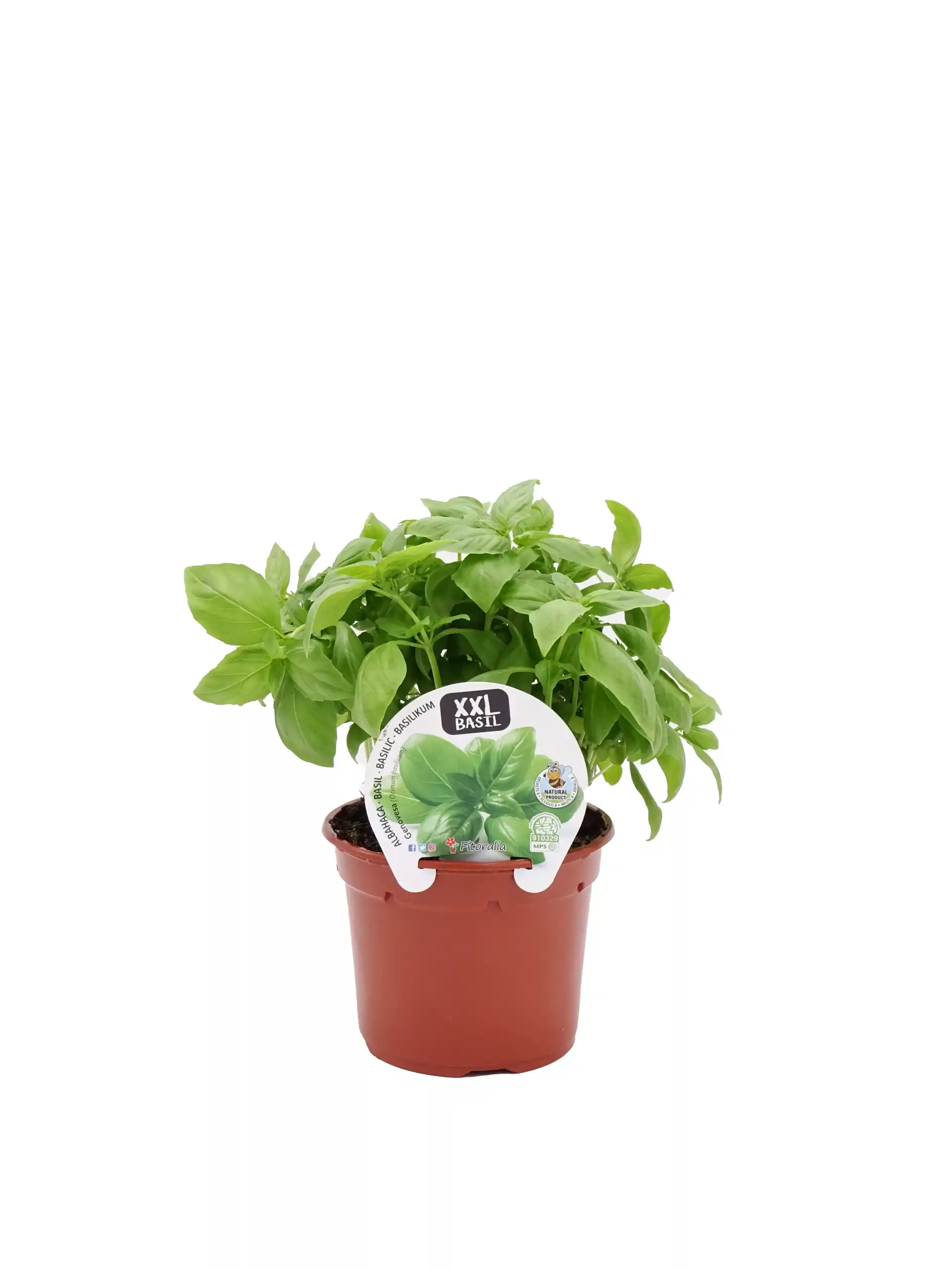 Hierba aromática albahaca en maceta, cultivo ecológico, ideal para cocina y huertos urbanos, variedad XXL, cultivo orgánico, planta de interior y exterior, planta medicinal y aromática.