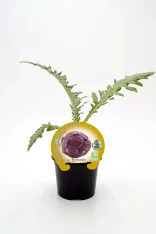 Alt: Planta de alcachofa cultivada en maceta, lista para crecer y producir alcachofas orgánicas y saludables.