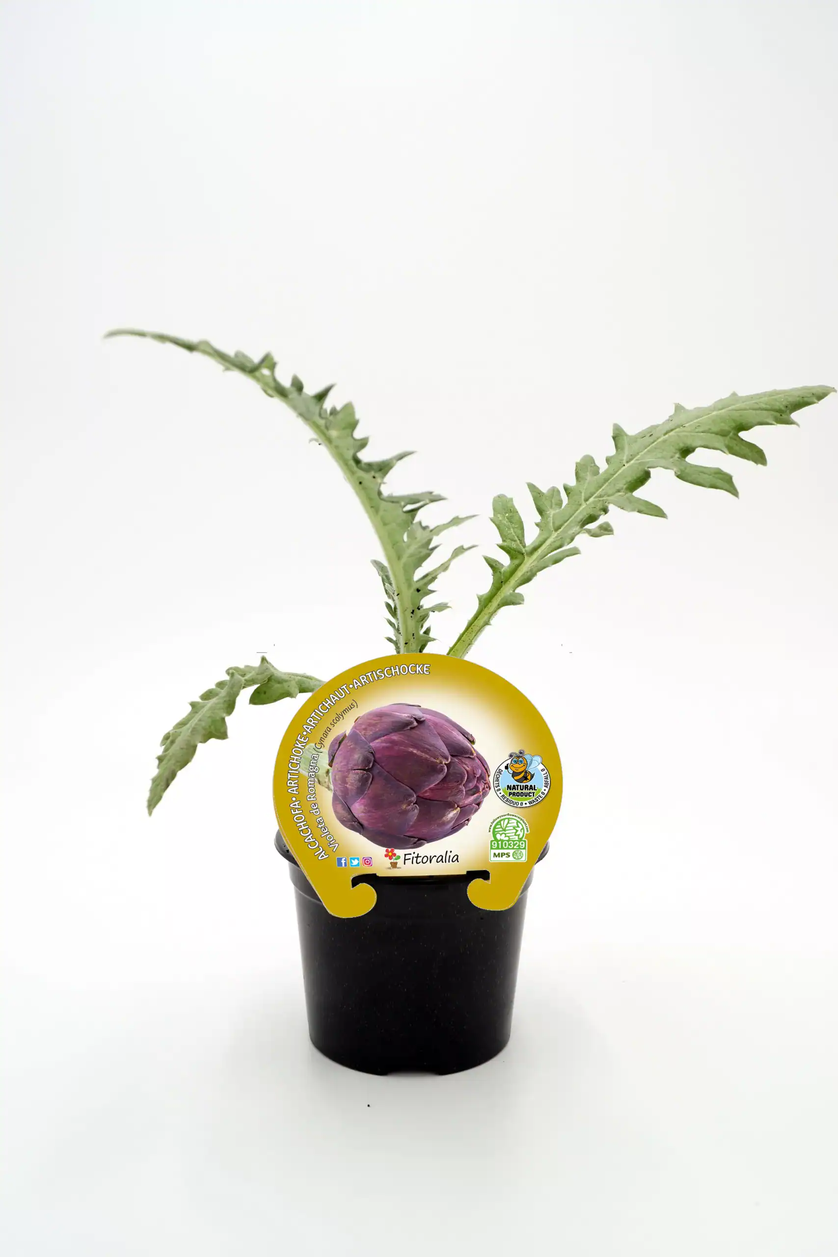 Alt: Planta de alcachofa cultivada en maceta, lista para crecer y producir alcachofas orgánicas y saludables.